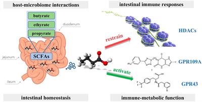 Current and future research on the association between gut microbiota and breast cancer